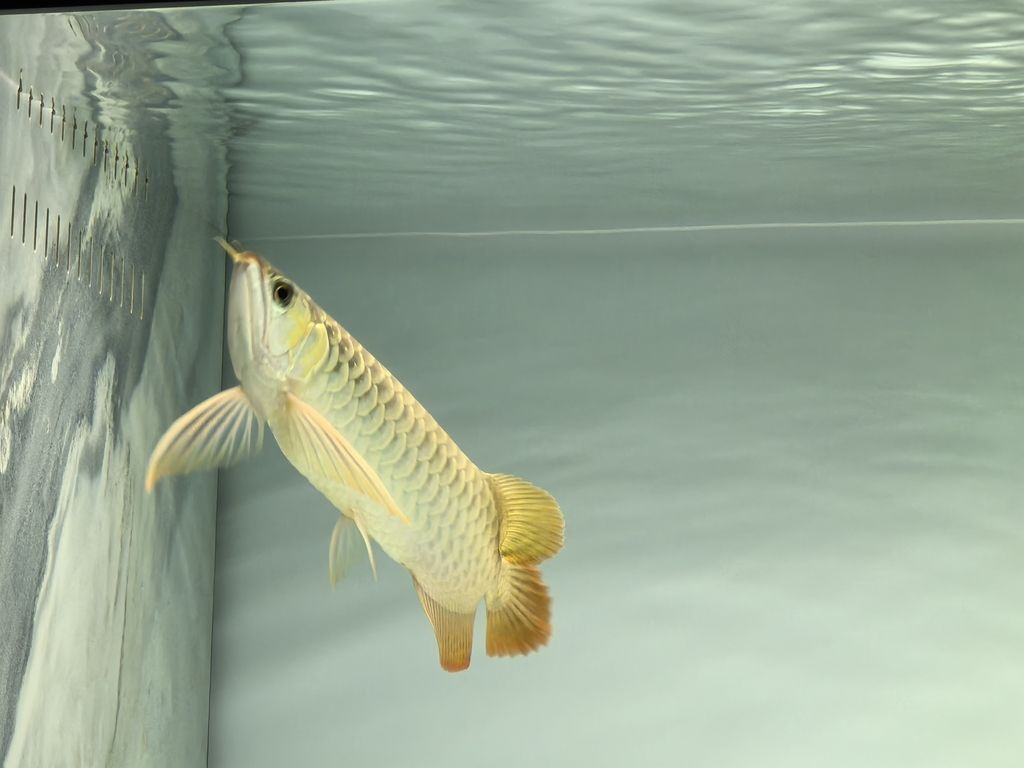 記錄一下，鯽魚和錦鯉戰(zhàn)損