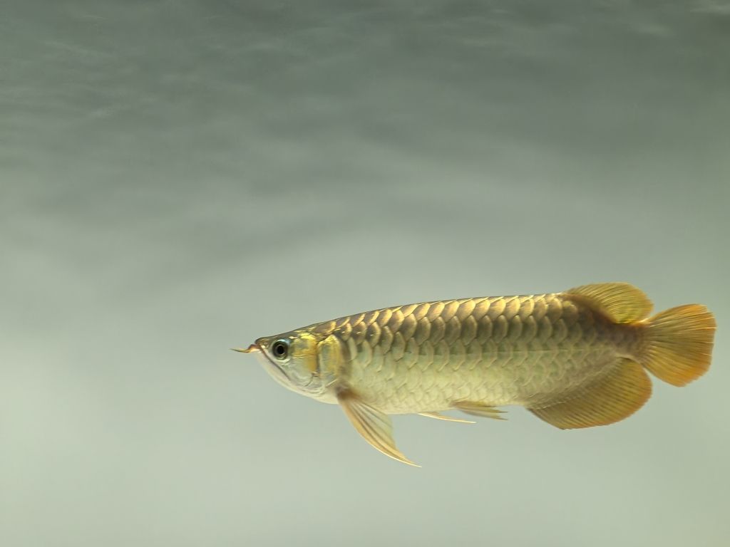 記錄一下，鯽魚和錦鯉戰(zhàn)損