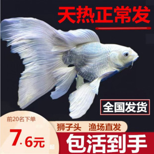 蝴蝶鯉魚苗多少錢一尾（蝴蝶鯉魚苗價格） 蝴蝶鯉魚苗多少錢一尾（蝴蝶鯉魚苗價格） 蝴蝶鯉百科 第1張
