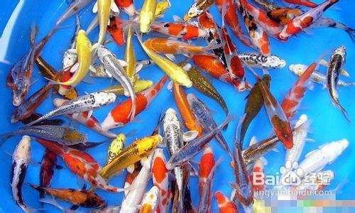 龍魚幾天喂一次飼料最好：龍魚喂食之幾天喂一次飼料的奧秘