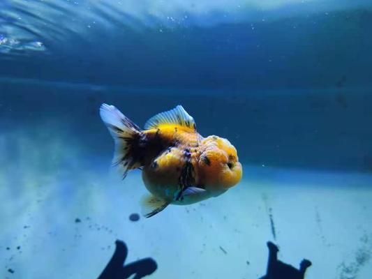 蝴蝶鯉是金魚還是鯉魚（蝴蝶鯉與金魚同為觀賞魚，蝴蝶鯉的養殖技巧是什么）