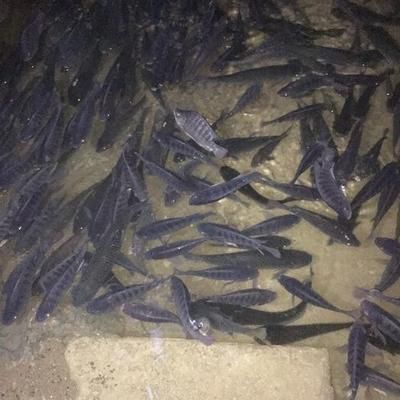 龍魚幾天喂一次合適呢：龍魚投喂頻率之探究，幾天喂一次合適？