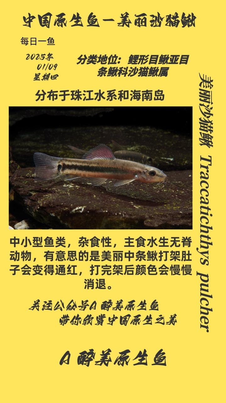 美麗沙貓?chǎng)q