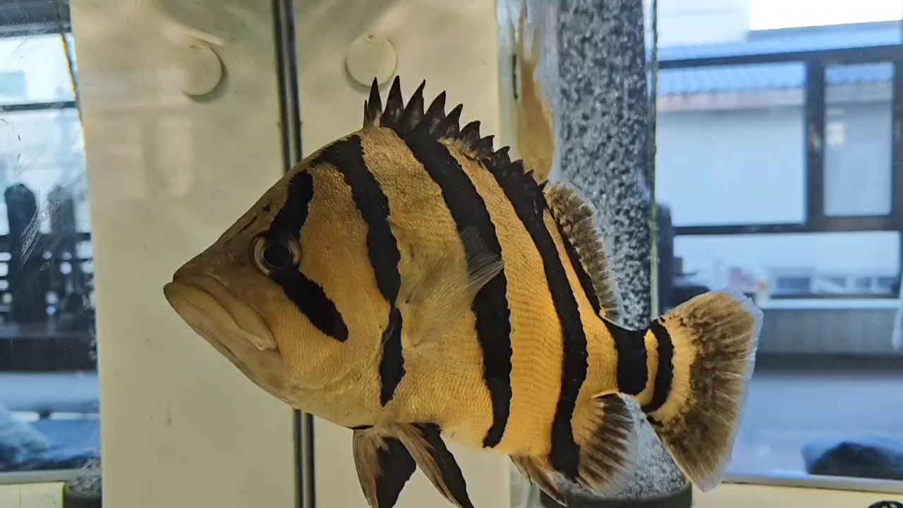 一歲了
