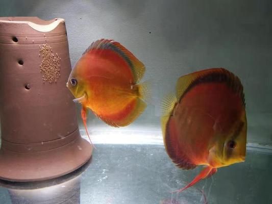 龍魚幾年停止生長了嗎視頻：龍魚生長之謎，幾年后真的會停止生長嗎？
