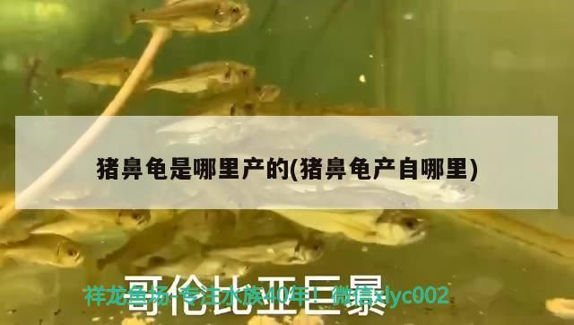 豬鼻龜是哪里產的(豬鼻龜產自哪里)