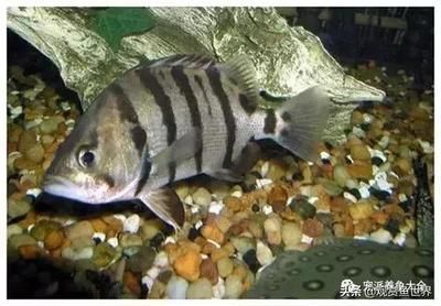 虎魚品種圖片：泰國虎魚品種及圖片介紹，