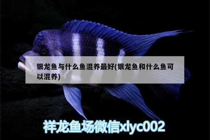 銀龍魚與什么魚混養最好(銀龍魚和什么魚可以混養)