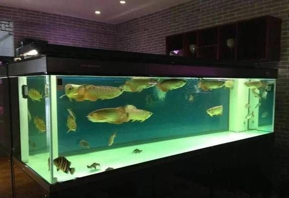 60魚缸尺寸的最佳比例：60魚缸的最佳尺寸是多少？ 60魚缸尺寸的最佳比例：60魚缸的最佳尺寸是多少？ 魚缸百科 第1張