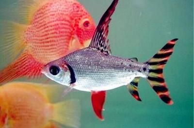 龍魚混養魚種有哪些品種圖片：龍魚混養，探尋和諧共生的水下伙伴