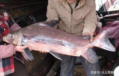 龍魚混養魚種有哪些品種圖片：龍魚混養，探尋和諧共生的水下伙伴