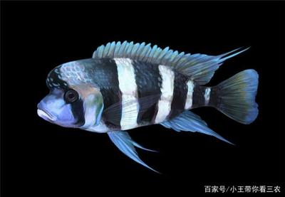 龍魚混養喂食方法圖解大全：龍魚混養喂食方法圖解，打造和諧水族生態