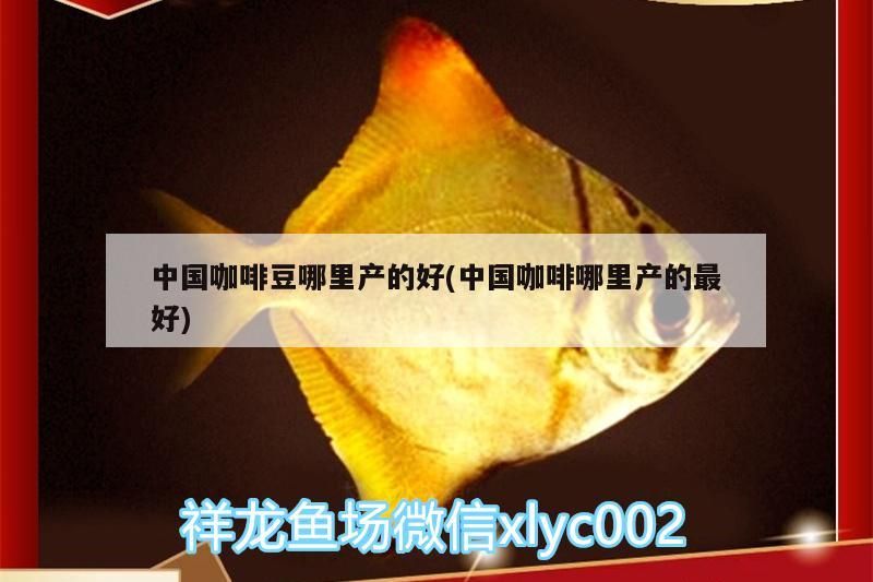 中國咖啡豆哪里產的好(中國咖啡哪里產的最好)