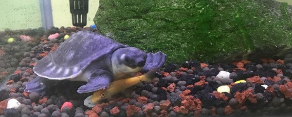 豬鼻龜和龍魚打架嗎：豬鼻龜和豬鼻龜混養的優點和注意事項和注意事項和注意事項