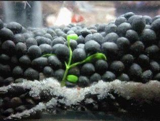 龍魚會不會發色變淺色：探秘龍魚發色，淺變之謎與守護綺彩