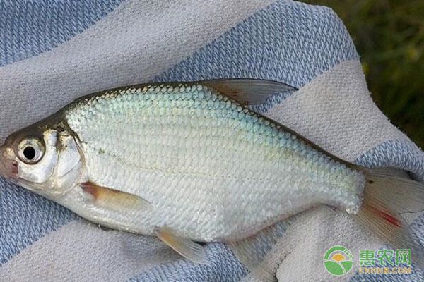 龍魚會不會打架呢：龍魚，水下的社交與爭斗之謎