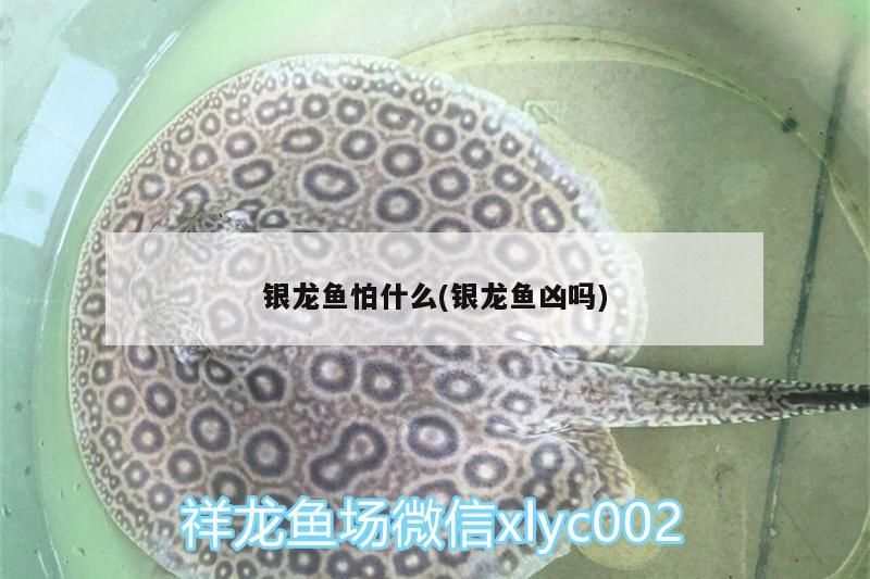 銀龍魚怕什么(銀龍魚兇嗎)