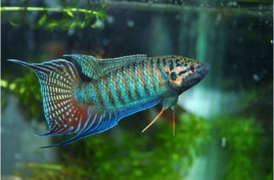 鸚鵡魚與元寶鳳凰魚混養(yǎng)效果：元寶鳳凰魚和鸚鵡魚能混養(yǎng)嗎？