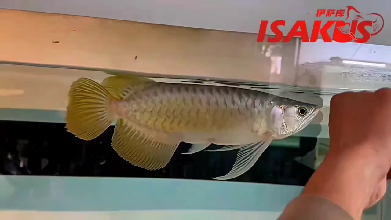 伊薩庫S級，氣勢非凡