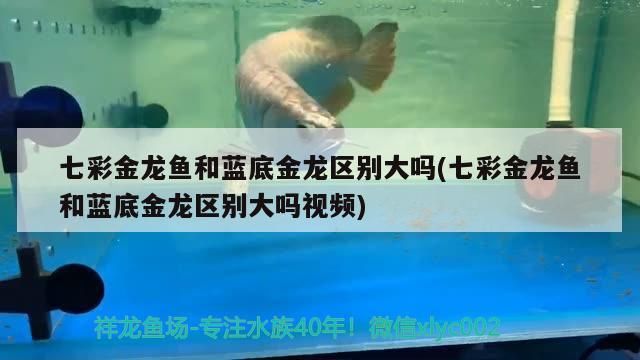 我的虎魚真菌感染了要怎么處理 七彩金龍魚和藍底金龍區別大嗎(七彩金龍魚和藍底金龍區別大嗎視頻) 黃金貓魚百科 七彩金龍魚和藍底金龍區別大嗎(七彩金龍魚和藍底金龍區別大嗎視頻) 七彩金龍魚和藍底金龍區別大嗎(七彩金龍魚和藍底金龍區別大嗎視頻) 黃金貓魚百科