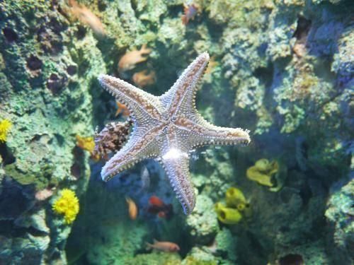 海星會吃魚缸里的魚嗎（海星會捕食魚缸中的魚嗎）