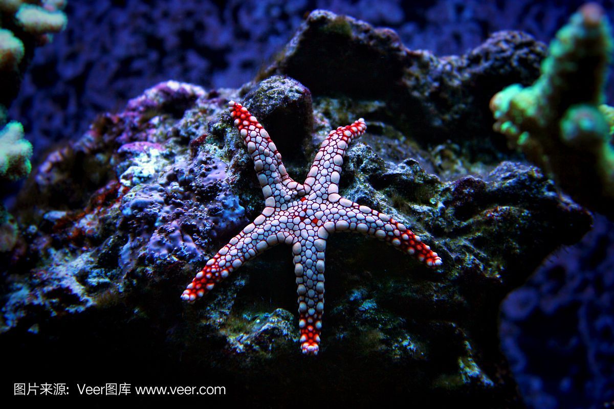 海星會吃魚缸里的魚嗎（海星會捕食魚缸中的魚嗎）