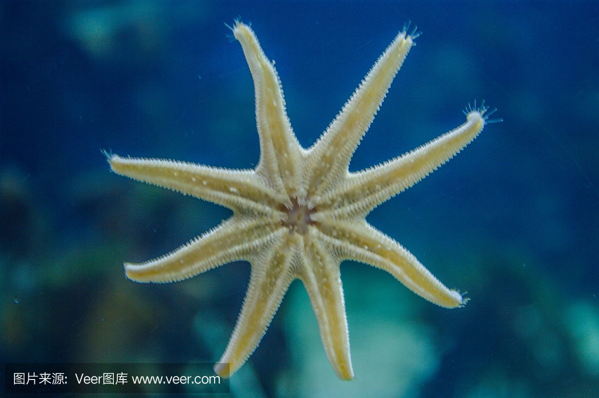 海星會吃魚缸里的魚嗎（海星會捕食魚缸中的魚嗎）