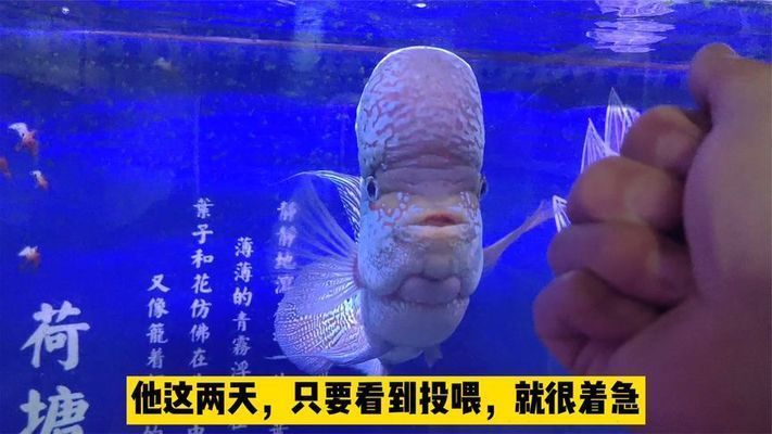 蝴蝶鯉趴缸最快的恢復方法（蝴蝶鯉趴缸快速恢復方法）