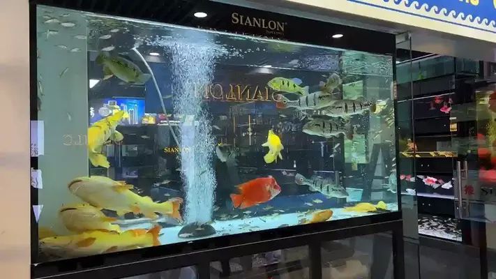 水族館加盟需要多少錢一個月呢（開一家水族館加盟費用是多少）