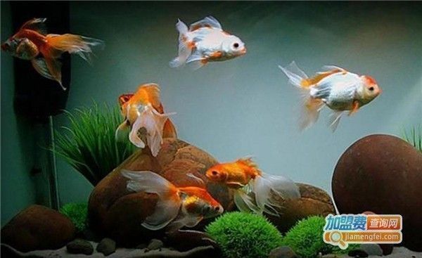 水族館加盟需要多少錢一個月呢（開一家水族館加盟費用是多少）