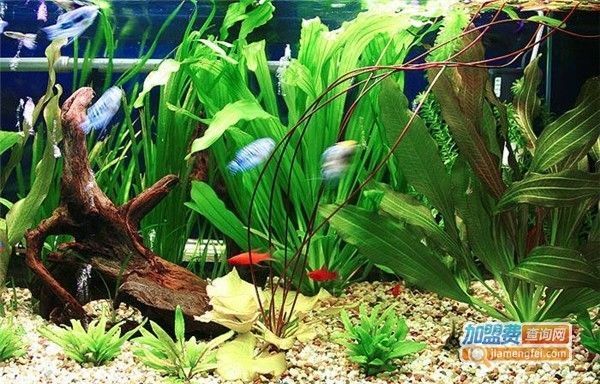 水族館加盟需要多少錢一個月呢（開一家水族館加盟費用是多少）