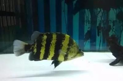 虎魚外傷蒙眼多久能好：虎魚外傷蒙眼恢復時間