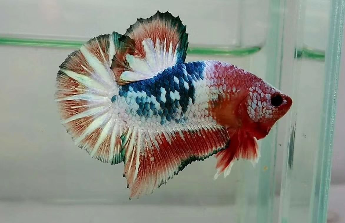 黃金貓魚(yú)為什么那么貴呢圖片(金魚(yú)很貴嗎)