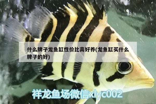 龍魚缸哪個牌子性價比高些，龍魚缸材質對比評測