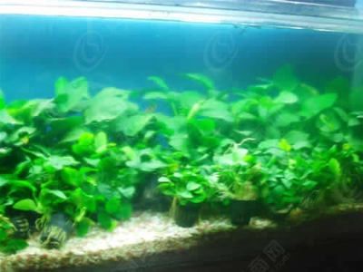 802500px是多大的魚缸：80