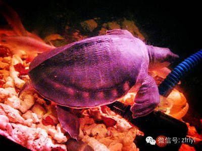 豬鼻龜長得快不快呀：豬鼻龜長得快嗎， 豬鼻龜長得快不快呀：豬鼻龜長得快嗎， 豬鼻龜百科 第5張