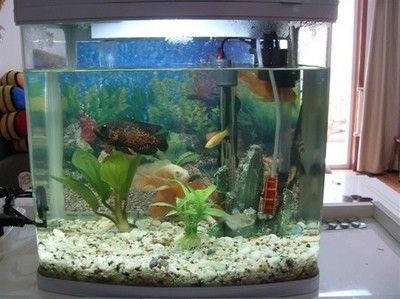 60上濾魚缸養什么魚：60上濾魚缸養魚注意事項60上濾魚缸養魚注意事項