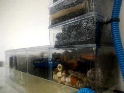 60上濾魚缸養什么魚：60上濾魚缸養魚注意事項60上濾魚缸養魚注意事項