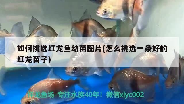 如何挑選紅龍魚幼苗圖片(怎么挑選一條好的紅龍苗子)
