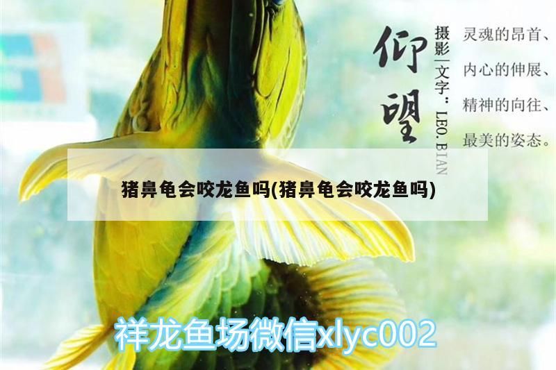 豬鼻龜會咬龍魚嗎(豬鼻龜會咬龍魚嗎)