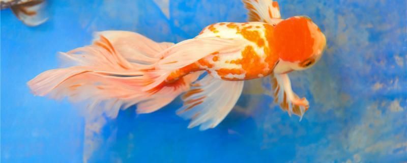 金魚的眼睛為什么突然沒了眼睛沒了還能活嗎