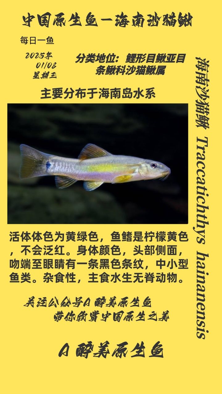 海南沙貓鰍 海南沙貓鰍 龍魚論壇