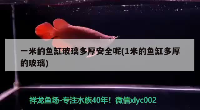 一米的魚缸玻璃多厚安全呢(1米的魚缸多厚的玻璃)