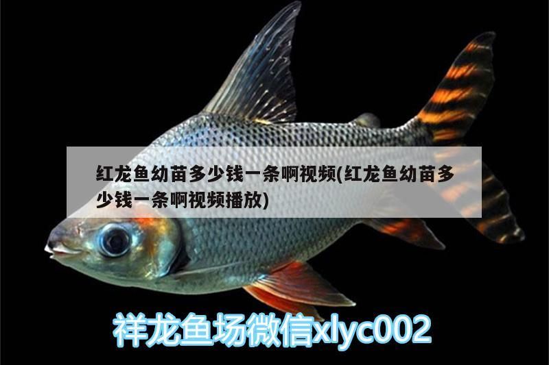 紅龍魚幼苗多少錢一條啊視頻(紅龍魚幼苗多少錢一條啊視頻播放)