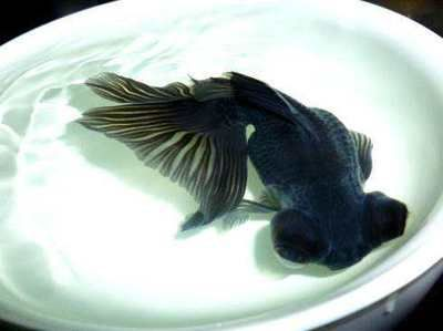 觀賞魚出售不管合法么為什么（觀賞魚市場的法律框架） 觀賞魚出售不管合法么為什么（觀賞魚市場的法律框架） 伊罕水族 第1張