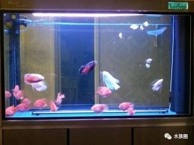 觀賞魚出售不管合法么為什么（觀賞魚市場的法律框架） 觀賞魚出售不管合法么為什么（觀賞魚市場的法律框架） 伊罕水族 第3張