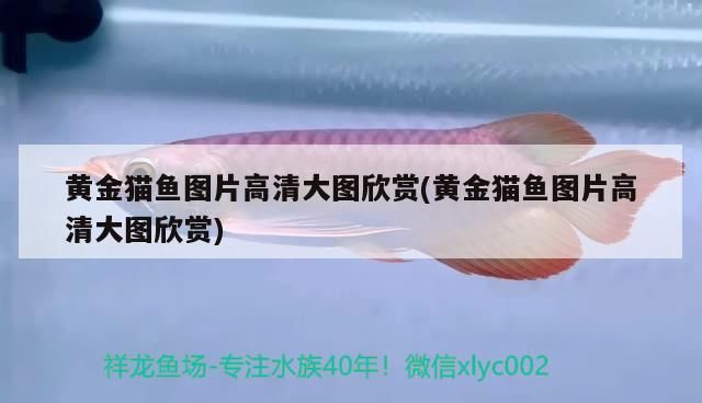 黃金貓魚圖片高清大圖欣賞(黃金貓魚圖片高清大圖欣賞)