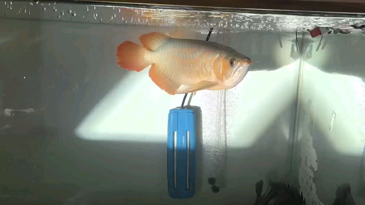 來個動靜