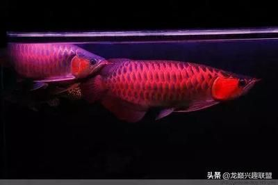 博特魚缸溢流區噪音怎么解決的：博特魚缸溢流區噪音怎么辦