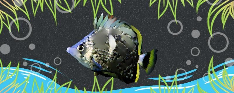 鍛鐵蝴蝶魚好養(yǎng)嗎怎么養(yǎng)